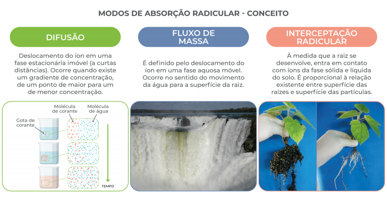 Absor O De Nutrientes Sqm Vitas