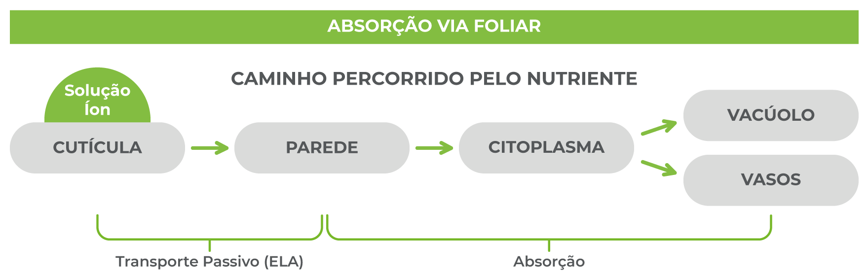 Absorção De Nutrientes – SQM VITAS